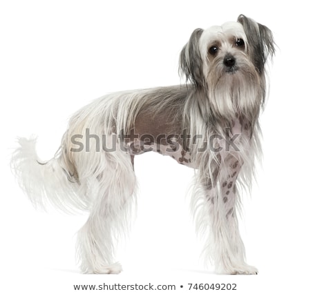 Foto stock: Chinese Crested Dog Portrait In Gray Background