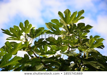 Stock fotó: Green Fig Fruit On The Branch