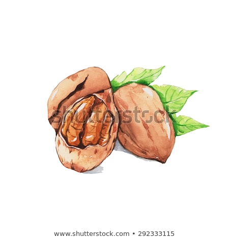 Foto d'archivio: Watercolor Illustration Of Pecan Nut