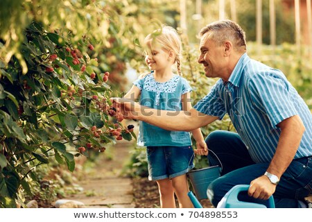 Stock fotó: Family Picking Blackberries