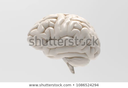 ストックフォト: Background Template With Human Brains