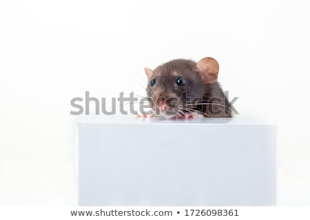 Imagine de stoc: Gray Rat Peeking Out Of The Box