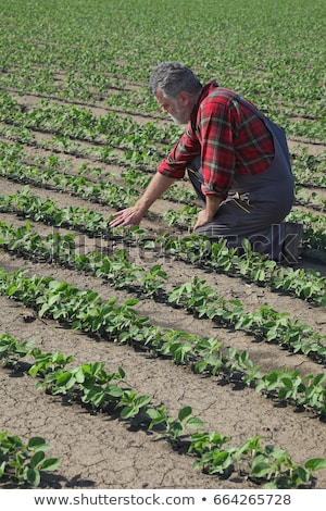 Stock fotó: Farmer Inspecting Soy Bean Plants Field