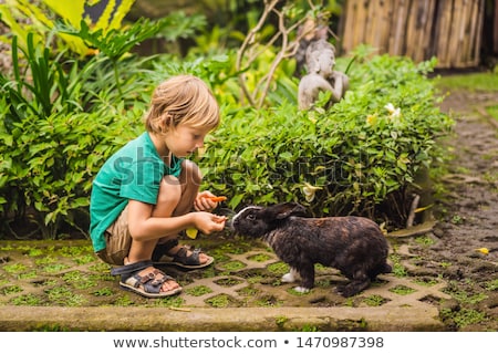 Foto stock: The Boy Feeds The Rabbit Cosmetics Test On Rabbit Animal Cruelty Free And Stop Animal Abuse Concep