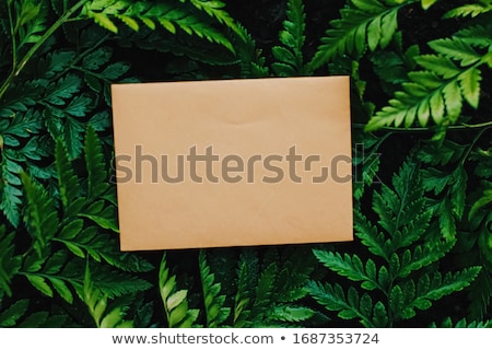 Foto stock: Blank Envelope And Green Leaves In Nature Paper Card As Background Correspondence And Newsletter