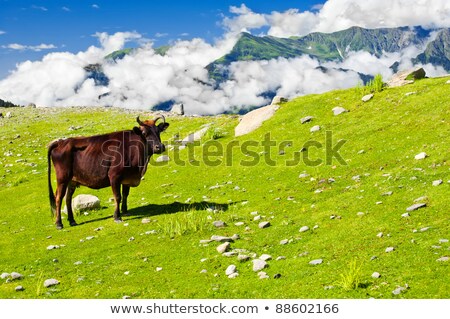 Foto stock: Wild Skinny Cow On Meadow In Himalaya Mountains