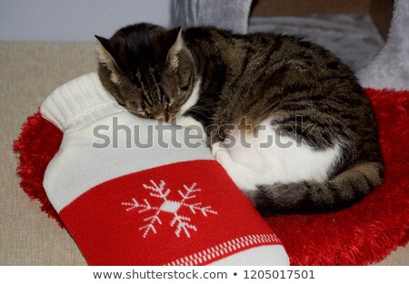 Stockfoto: Water Snow Globe With Snowflakes Heart Red