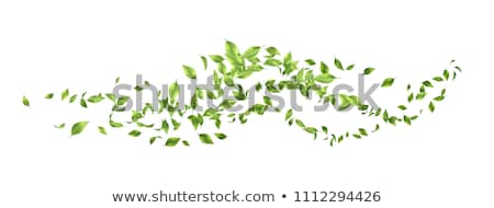 A Line Of Trees In Leaf Green Foto stock © kostins