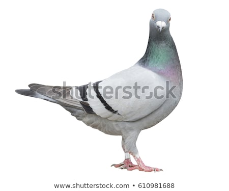 Stok fotoğraf: Portrait Of A White Pigeon