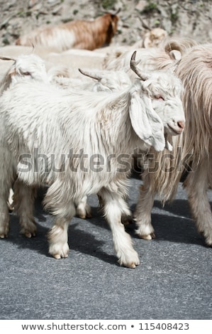 Stockfoto: White Kashmir Pashmina Goat From Indian Highland Farm