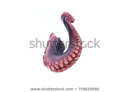 Stockfoto: Ctopus · Zwemmen · Geïsoleerde · Witte · Achtergrond