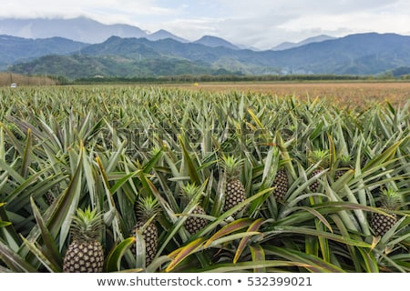 Stock fotó: Pineapple Plantation