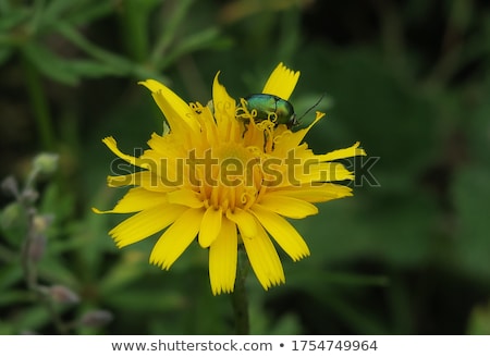 Foto stock: Green Beetle On Flower