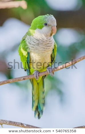 Foto stock: Monk Parakeet Myiopsitta Monachus