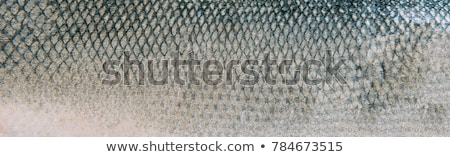 Stock fotó: Detail Fish Skin