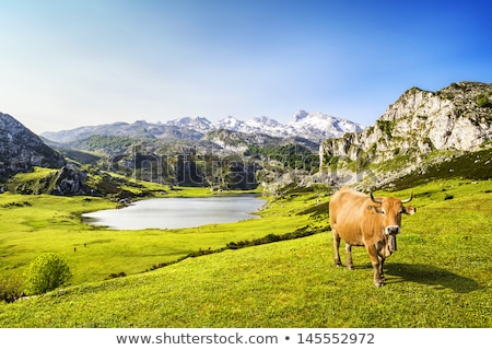 Stock photo: Panoramic View Of Lake Ercina With Snow In Asturias