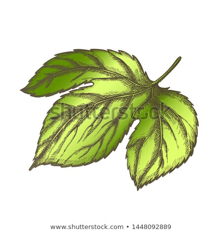 Foto stock: Color Hop Leaf At Base Is Palmate Three Lobed Vector