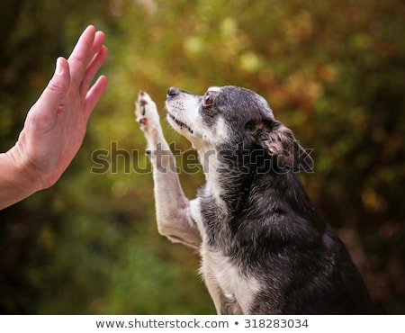 Foto stock: Five Chihuahuas