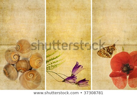 Stok fotoğraf: Antique Parchment With A Snail Shell