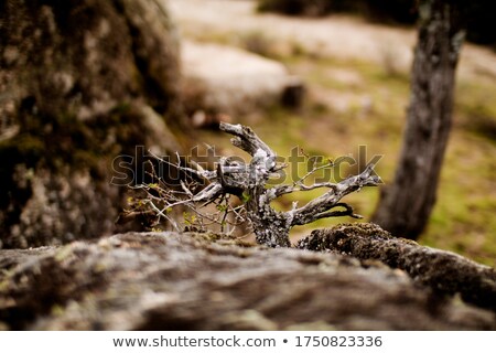 [[stock_photo]]: Forest - Closeup On Tree Trunk With Green Ambiance