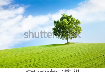 Stock foto: Hill Trees