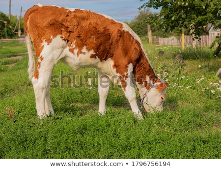 ストックフォト: の牧草地で食べるベージュの牛牛