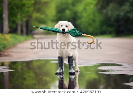 [[stock_photo]]: Rain Umbrella Dog