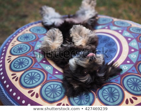 Stockfoto: Emengd · ras · Maltese · Dogyorkshire · Terriër