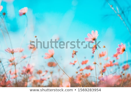 Foto stock: Blossom Meadow At Spring