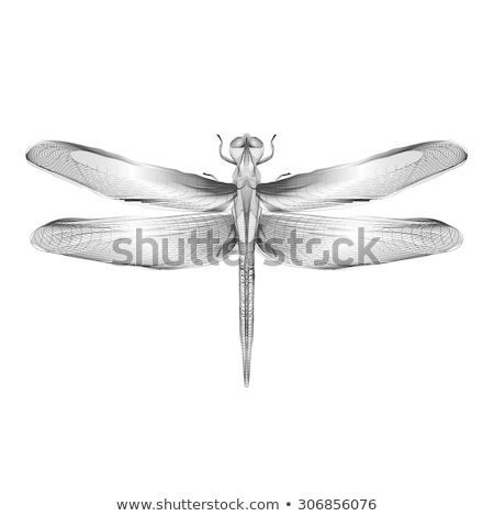 Stock photo: Fly 3d Style Vector Illustration For Print Tatto Or T Shirt