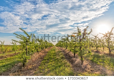 Foto stock: Peach Immature Fruit On The Branch