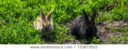 Stock photo: Wood Shelter For Rodent