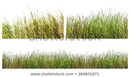 [[stock_photo]]: Green Grass Isolated On Blue Background