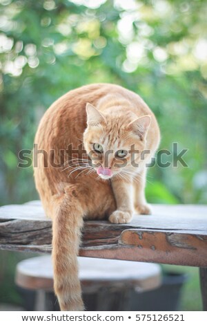 Stock fotó: Orange Kitten Cat Sitting In Grass