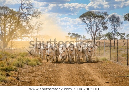 Foto d'archivio: Brahman Cattle At A Farm