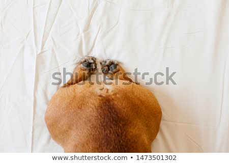 Foto stock: French Bulldog Lying In Bed Close Up