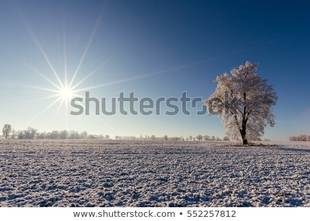 Stock photo: Solitary Tree In A Snow Covered Landscape