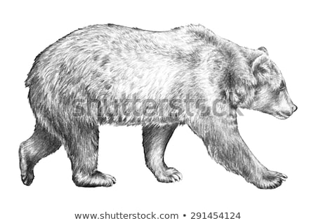 Foto stock: American Black Bear Details