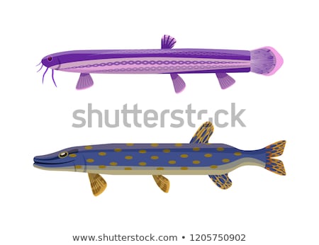 Сток-фото: Brook Trout Unusual Fish Set Vector Illustration