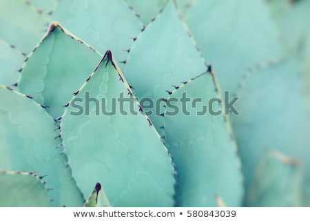 Stockfoto: Close Up Thorns Of Cactus Backgrounds Of Cactus