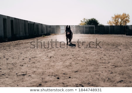 Stock photo: Guard Dog