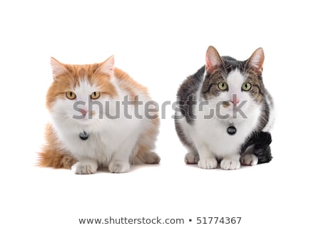 Stock photo: Two European Short Haired Cats
