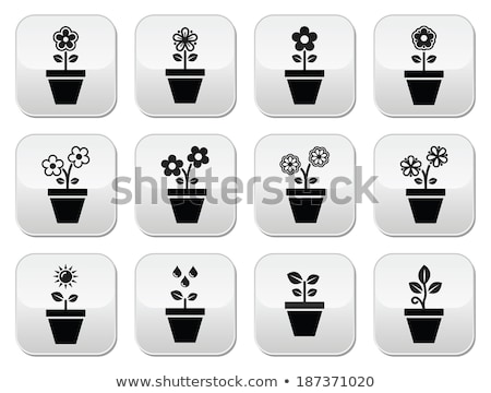 ストックフォト: Care Of Ornamental Flowers In Pots In The Spring
