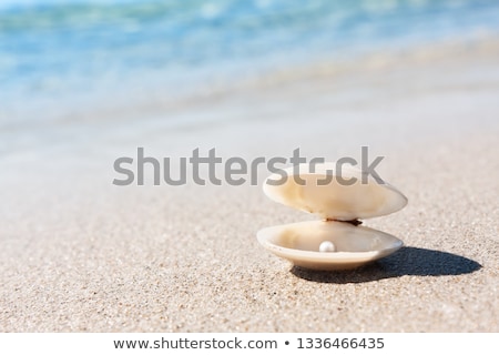 Stock fotó: Open Shells On Beach
