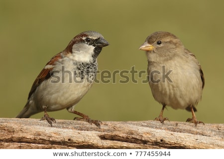 Stok fotoğraf: House Sparrow Passer Domesticus