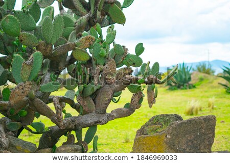 Foto d'archivio: Arte · inferiore · di · una · foglia · di · pianta · succulenta · con · spine · rosse