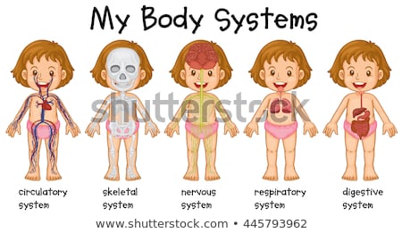 Stock fotó: Skeletal System For Human Being