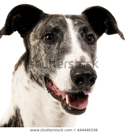 商業照片: Hungarian Greyhound Portrait In A White Studio