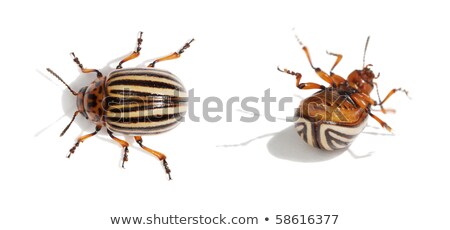 Stockfoto: Ode · Colorado · Aardappelkever · Close · Up