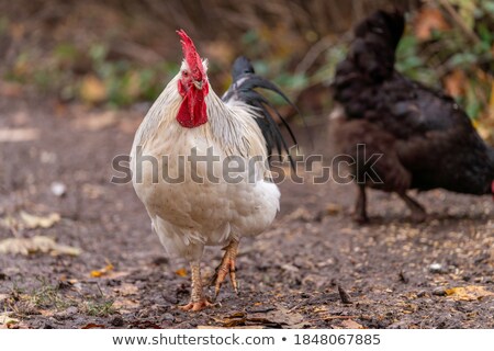 Stockfoto: Foreground Rooster On A Green Background